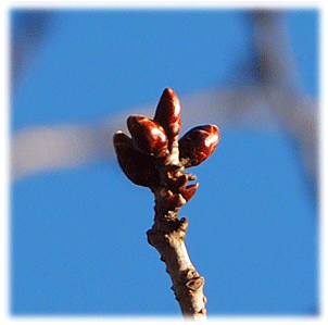 桜並木