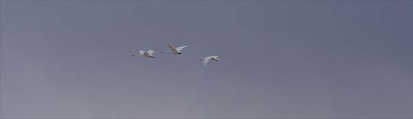 空を行く３羽の白鳥