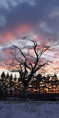 立ち木に夕焼雲