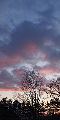 立ち木に夕焼雲