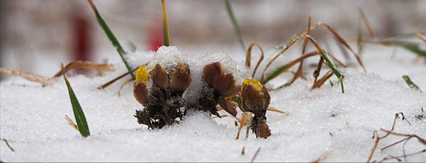 雪の中の福寿草