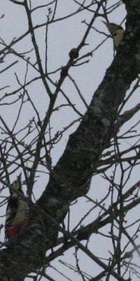 枝にアカゲラが２羽