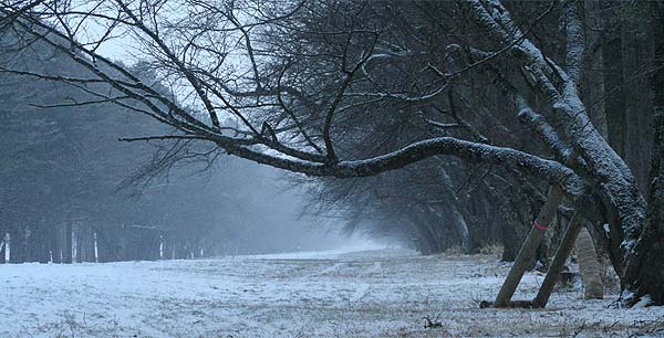 大きな枝の向うに雪の並木道