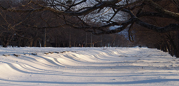 並木の雪