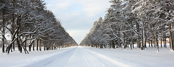 冬の二十間道路