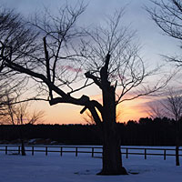 冬の朝の桜の木